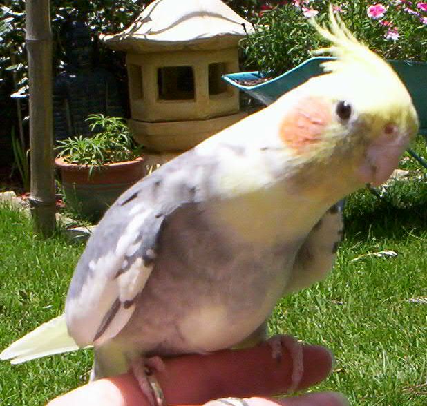 Spike the Cockatiel