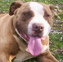 Dozer