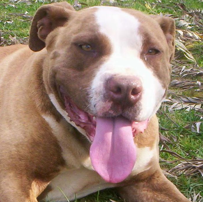 Dozer