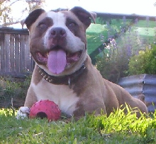 Dozer
