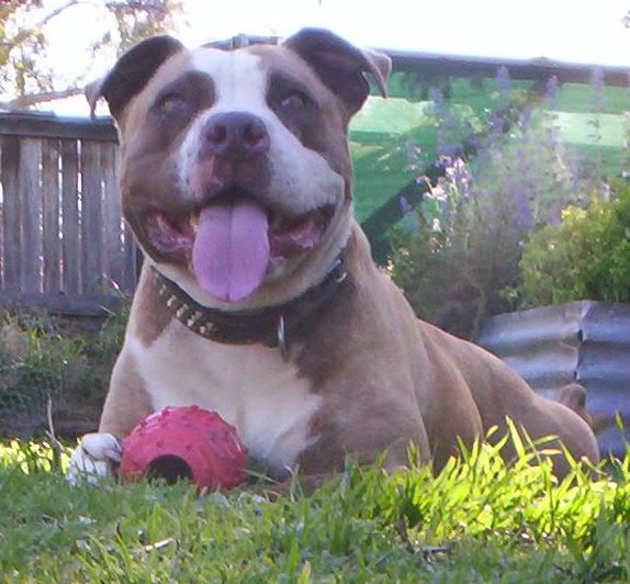 Dozer