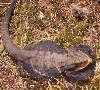 Wild Beardie