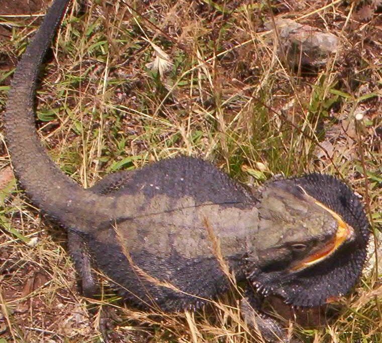 Wild Beardie