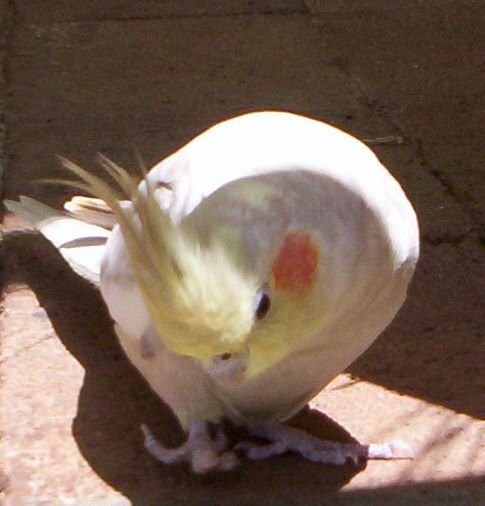 Milo the Cockatiel