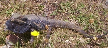 Wild Beardie