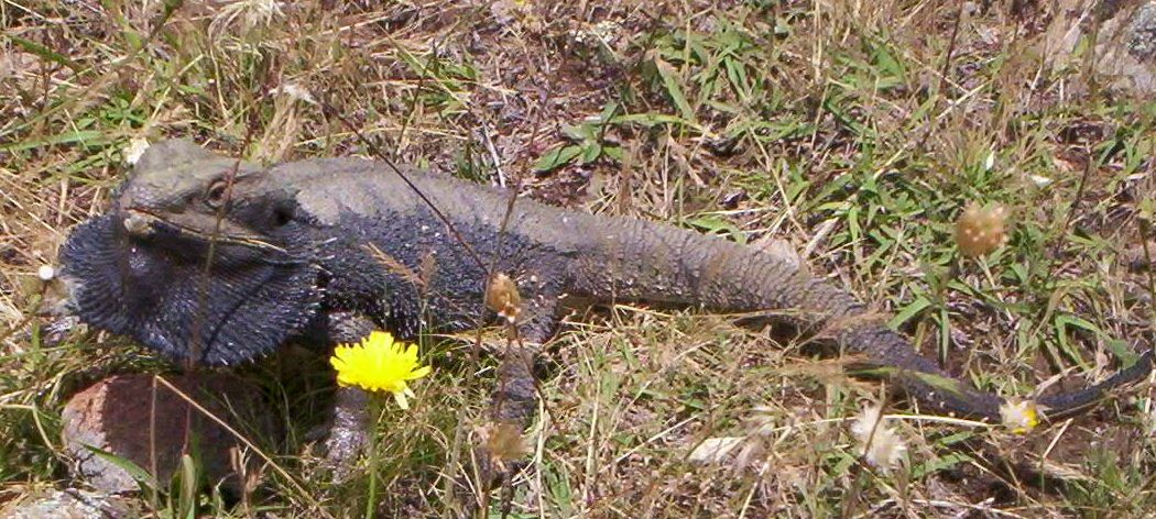 Wild Beardie
