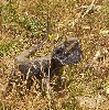 Bush Beardie