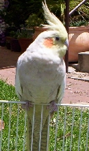 Milo cinnimon cockatiel