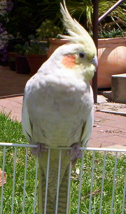 Milo cinnimon cockatiel
