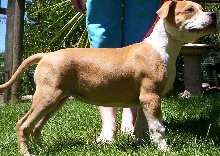 Paris (Amstaff)