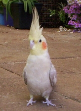 Milo the Cockatiel