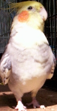 Spike