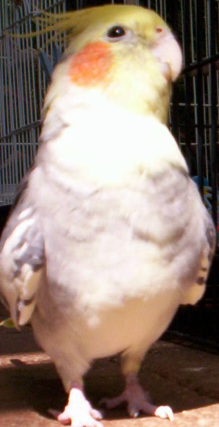 Spike