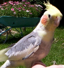 Spike