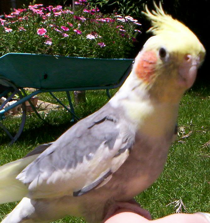 Spike