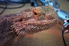 ozzie my male stud