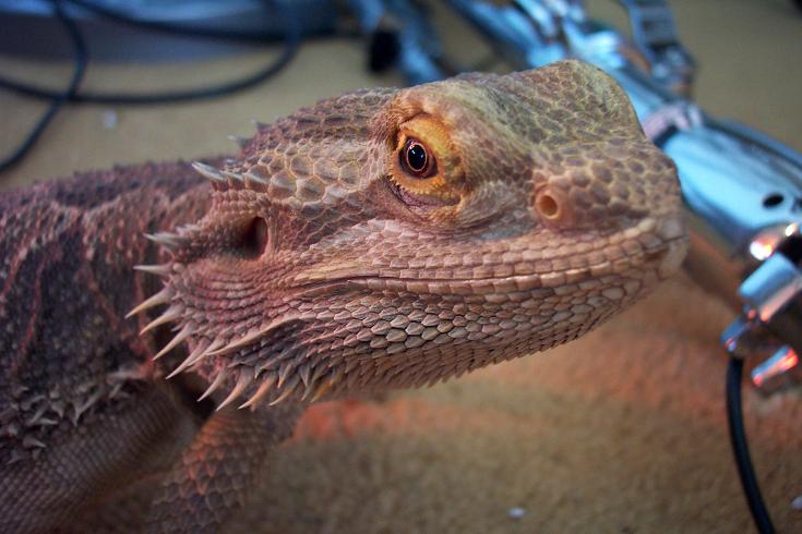 ozzie my male stud