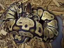My Male Pastel