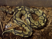 Butterscoch Ghost Male