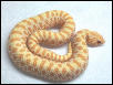 albino female hognose