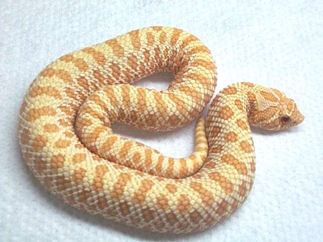 albino female hognose