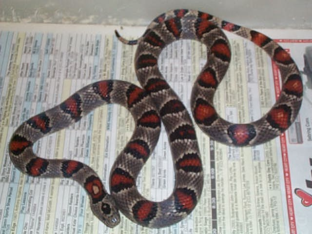 female derango