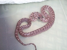 female pewter