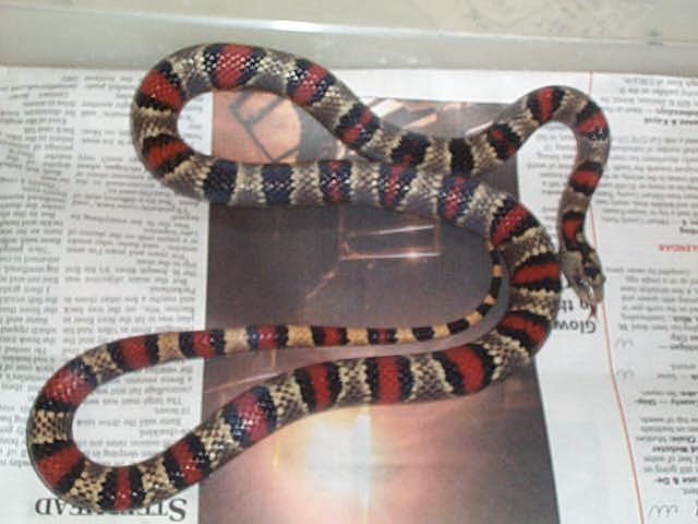 male durango