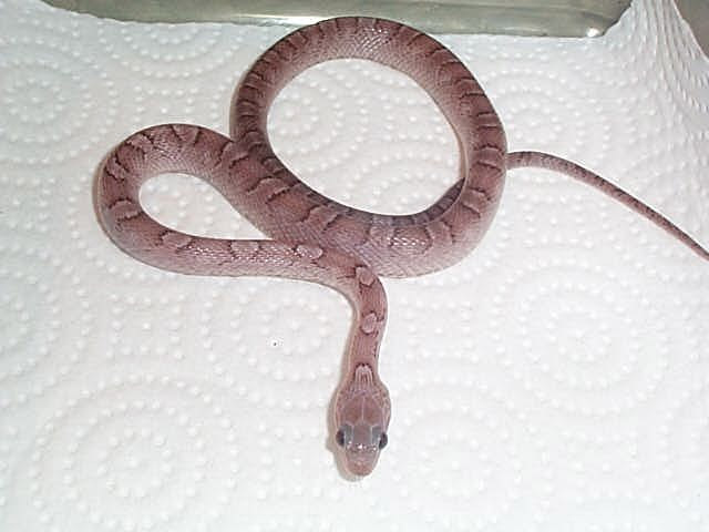 male pewter