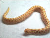 male
