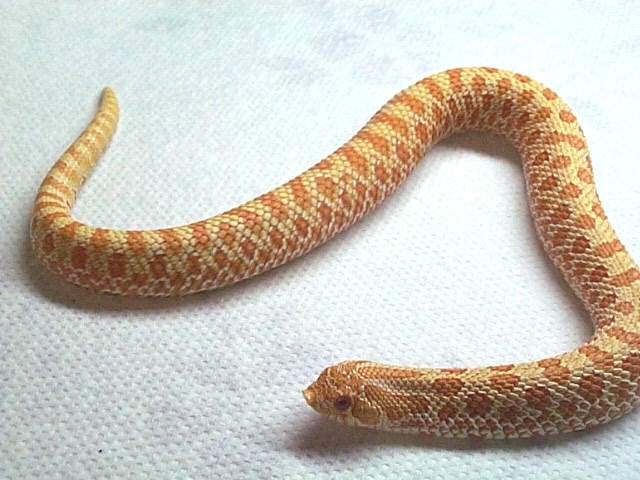 male