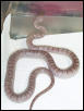 FEMALE PEWTER