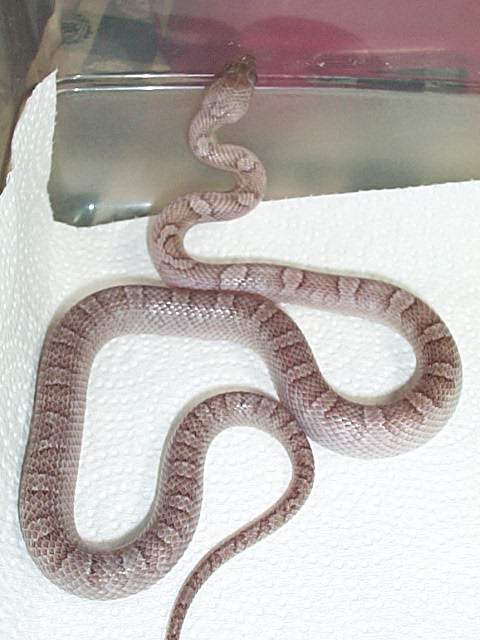 FEMALE PEWTER