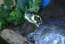 Yellow Belly Slider