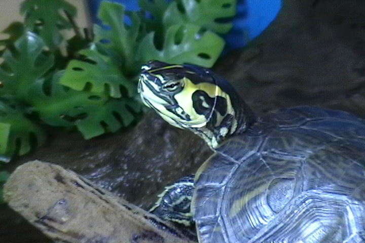 Yellow Belly Slider