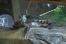Eastern Painted