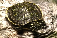 Penninsula Cooter