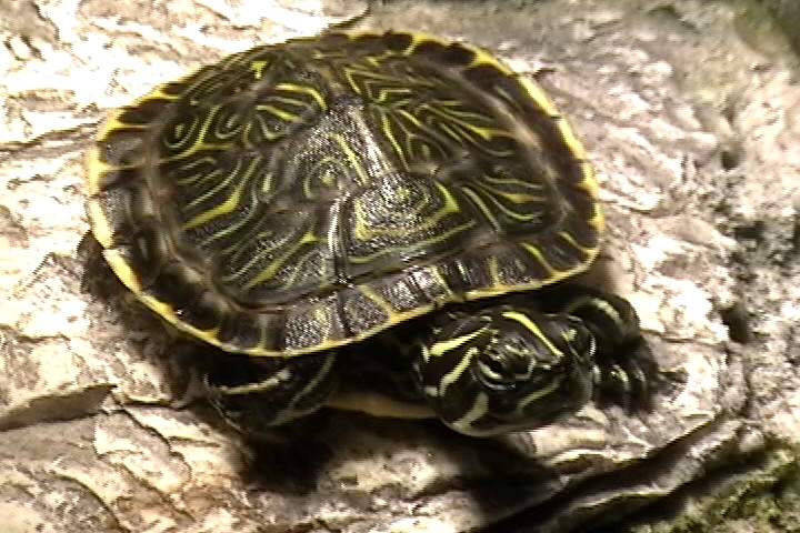 Penninsula Cooter