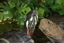 Eastern Painted