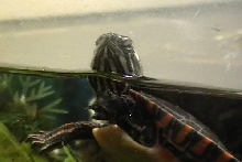 Baby Eastern Painted