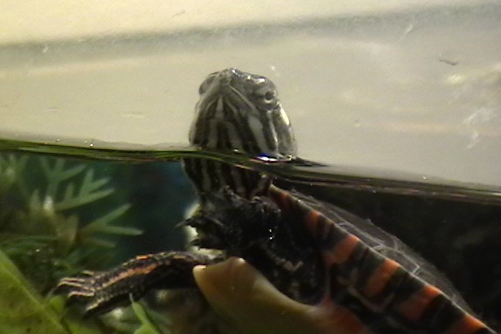 Baby Eastern Painted