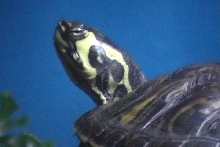 Yellow Belly