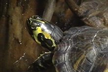 Yellow Belly