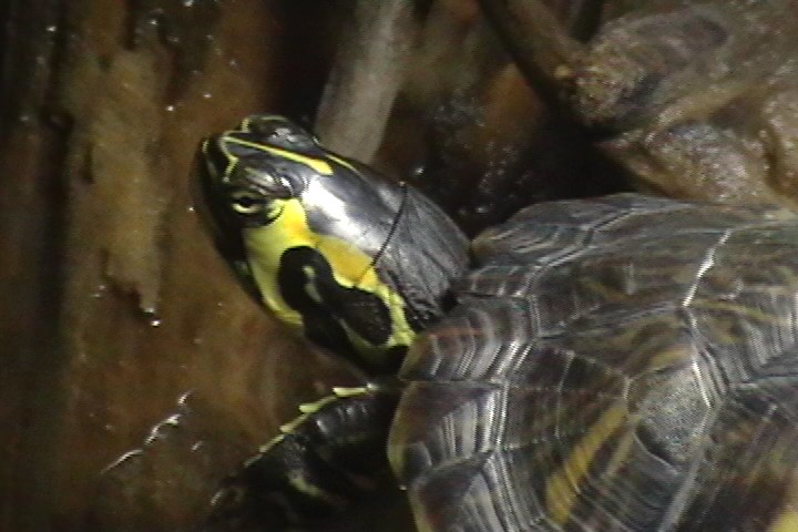 Yellow Belly