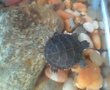 Baby Eastern Painted