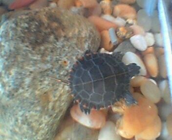 Baby Eastern Painted