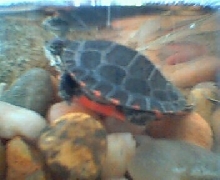 Baby Eastern Painted-2