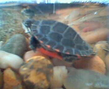 Baby Eastern Painted-2