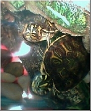 Cooter and Slider....pals!!!