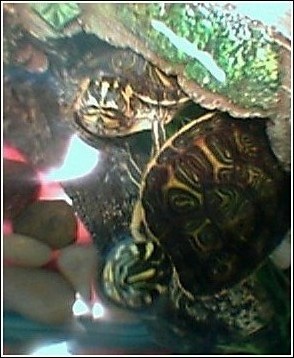 Cooter and Slider....pals!!!